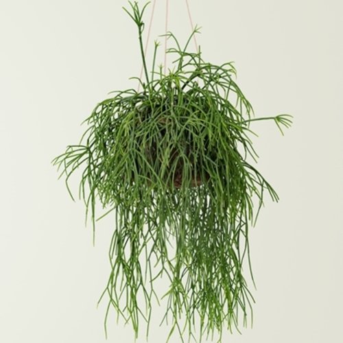 Rhipsalis cassutha