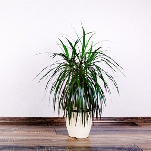 Dracaena marginata Magenta