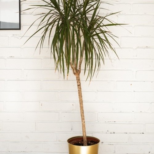 Dracaena marginata Magenta 1