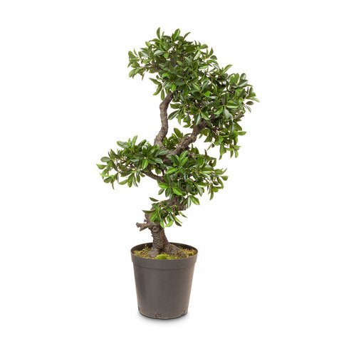 Dirbtinis augalas Ficus Bonsai, 107 cm.