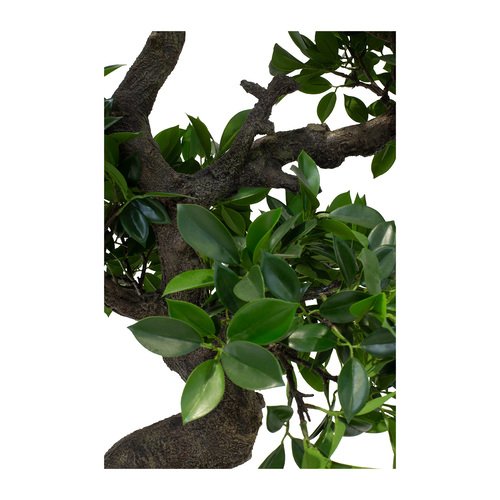 Dirbtinis augalas Ficus Bonsai, 107 cm.