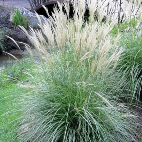 Miskantas kininis Adagio