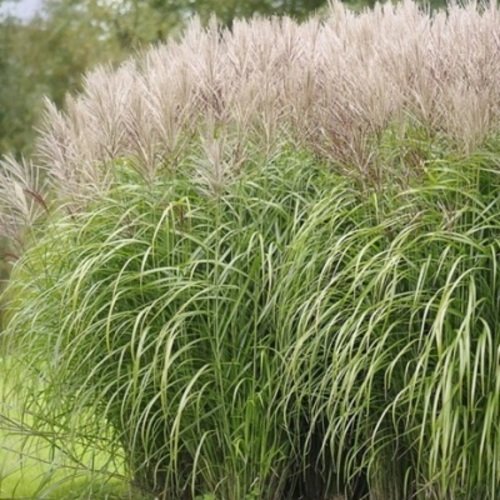 Miskantas kininis Angelica