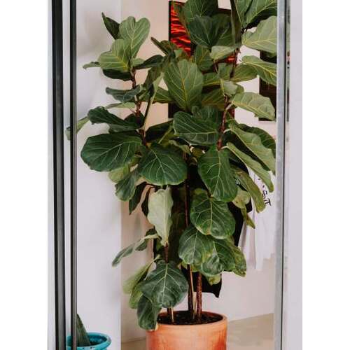 Ficus Lyrata, trijų šakų, 160 cm.