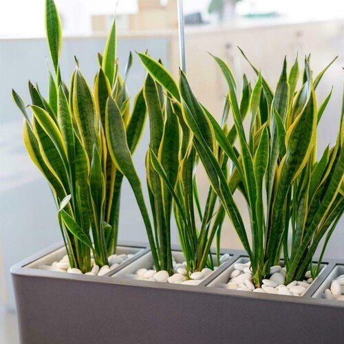 90x27x78cm vazonas su drėkinimo sistema 2