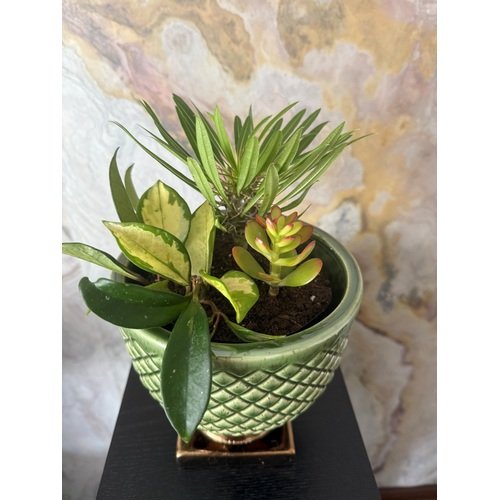 Augalų kompozicija vazone 1