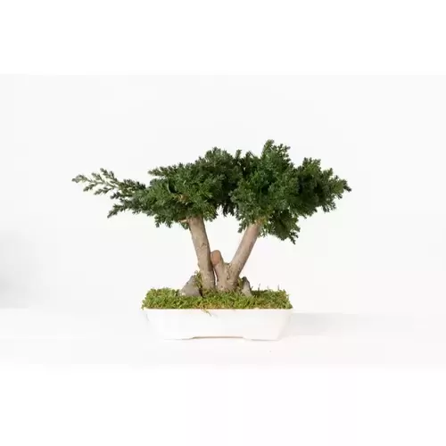 Stabilizuotas bonsai Procumbens, 25 cm.