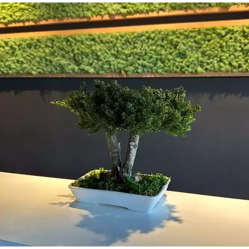 Stabilizuotas bonsai Procumbens, 25 cm. 1