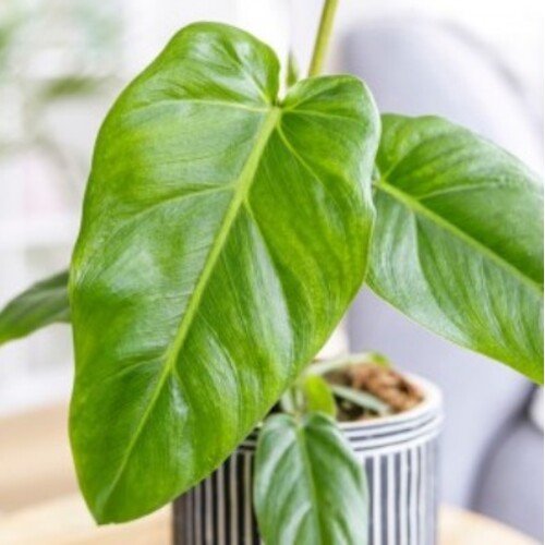 Philodendron maximum