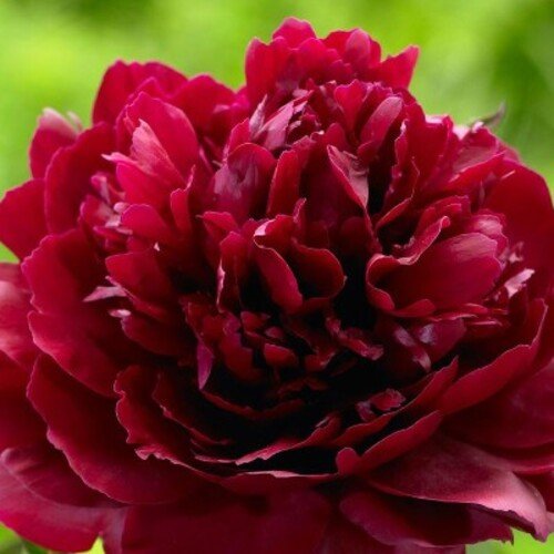 Bijūnas Black Beauty