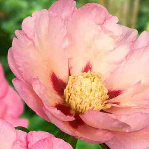 Bijūnas Pastel Splendor