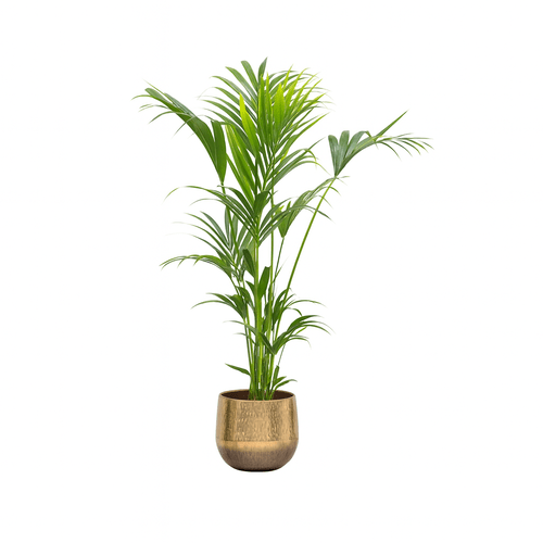 Howea Forsteriana - Kentia palmė, 130 cm.