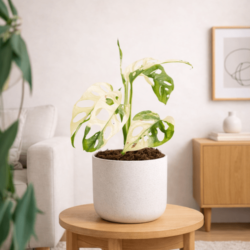 Monstera Adansonii Variegated