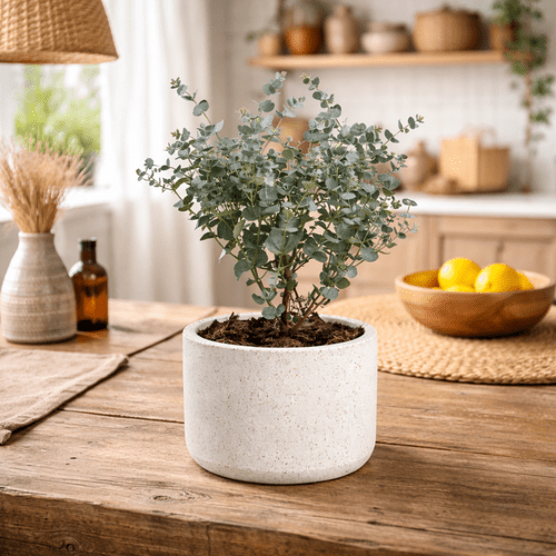 Eucalyptus Gunnii Azura