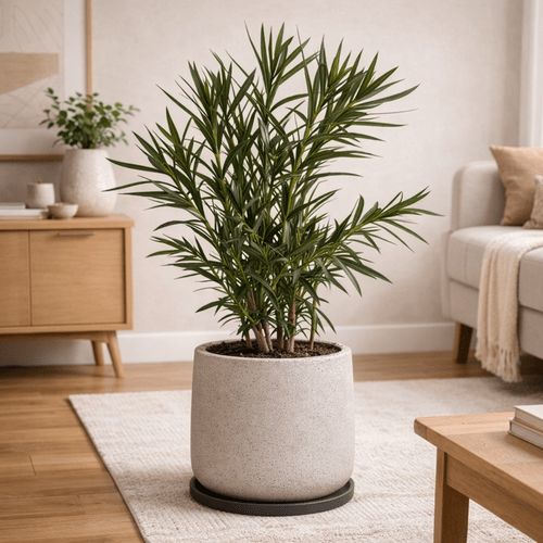 Nerium Oleander White 1