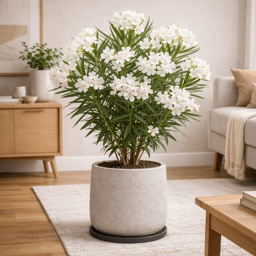 Nerium Oleander White