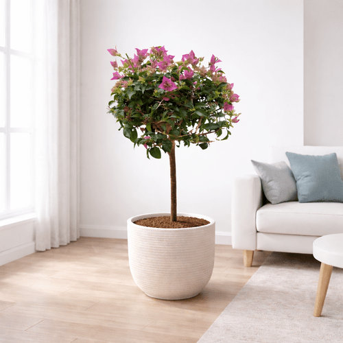 Bougainvillea ant koto, nuo 90 cm
