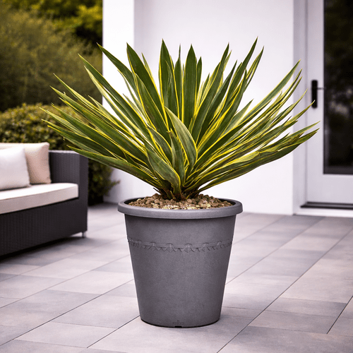 Yucca Gloriosa Variegata, 80 cm