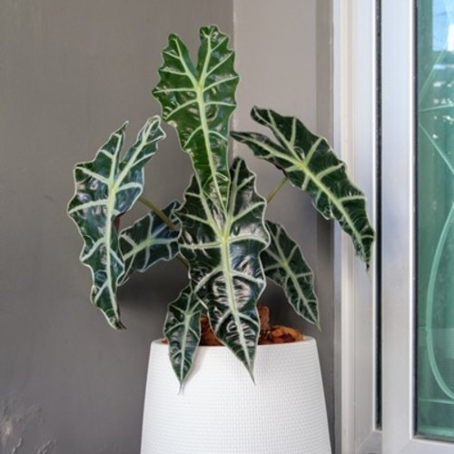 Alocasia Polly