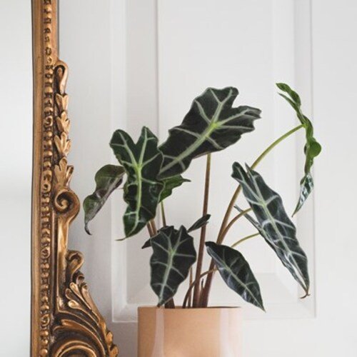 Alocasia Polly