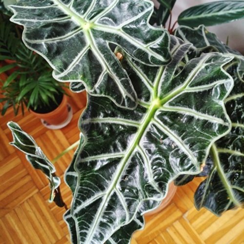 Alocasia Polly