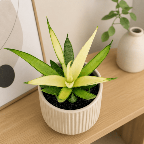 Sansevieria Comet Chrysanta Lemon