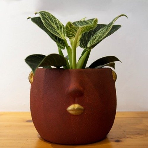 Philodendron Birkin