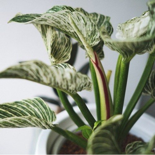 Philodendron Birkin