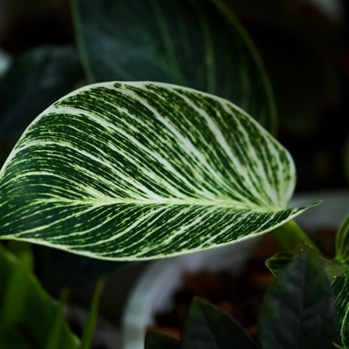 Philodendron Birkin