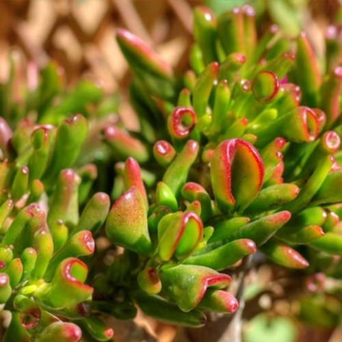 Crassula ovata Hobbit