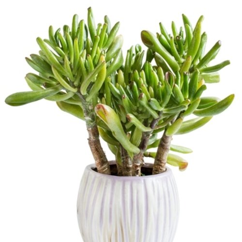 Crassula ovata Hobbit