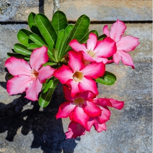 Adenium obesum