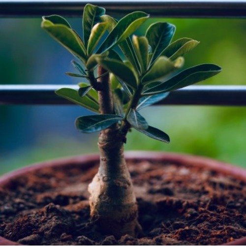Adenium obesum 3