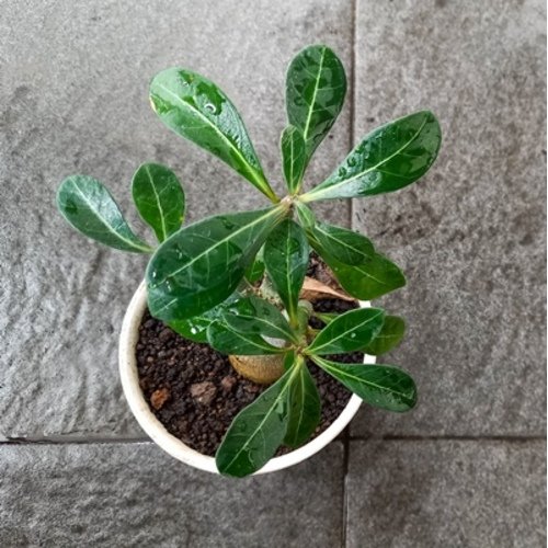 Adenium obesum