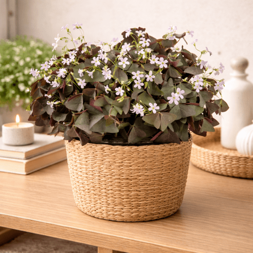 Oxalis triangularis Sanne