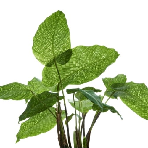 Calathea musaica Network