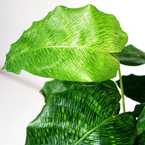 Calathea musaica Network