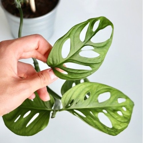 Monstera Monkey Mask 3