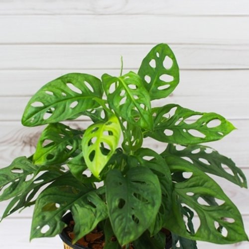 Monstera Monkey Mask