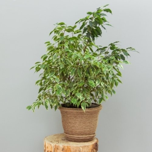 Ficus benjamina Twilight