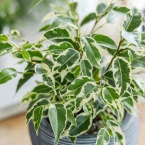 Ficus benjamina Twilight