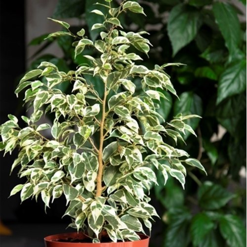 Ficus benjamina Twilight 1