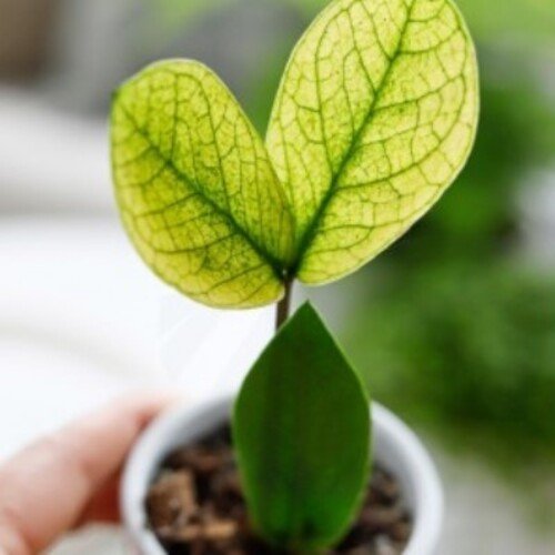 Zamioculcas zamiifolia Chameleon