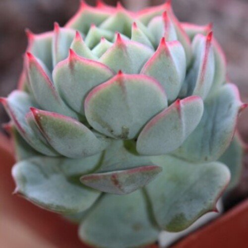 Echeveria derenbergii