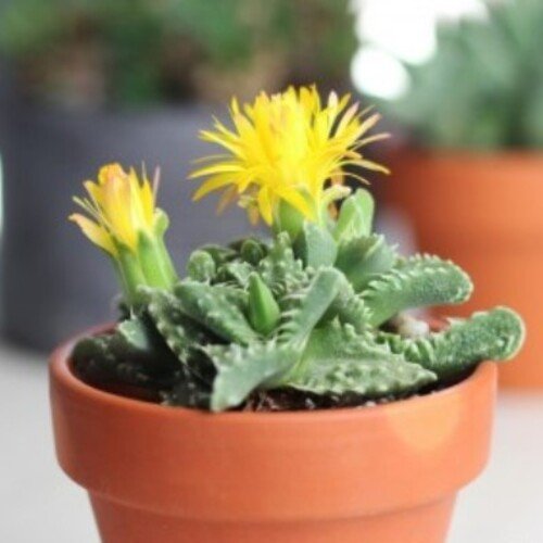 Faucaria tigrina