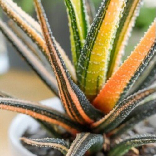 Haworthia radula Variegata