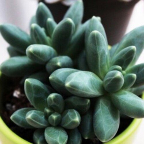 Pachyphytum compactum