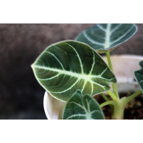 Alocasia reginula Black Velvet 1
