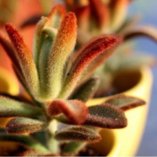 Kalanchoe tomentosa Dorothy Brown