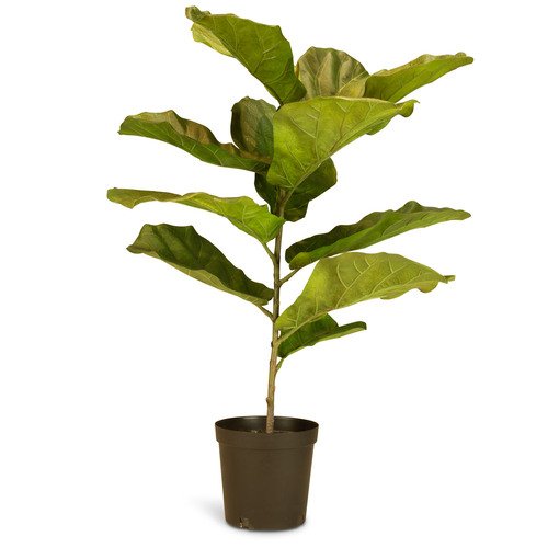 Dirbtinis Ficus Lyrata augalas, 99 cm.